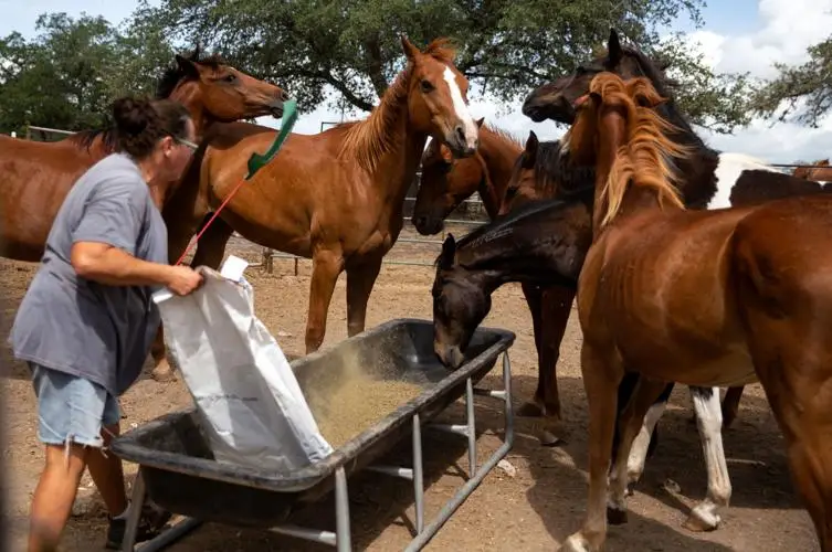 How Horse Haven Rescue is Saving Horses from Neglect and Abuse