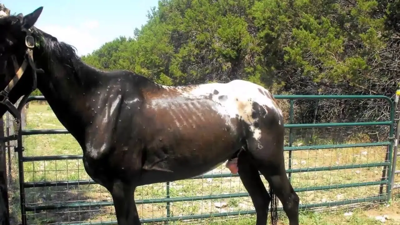 How Horse Haven Rescue is Saving Horses from Neglect and Abuse