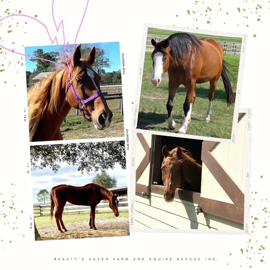 How Horse Haven Rescue is Saving Horses from Neglect and Abuse