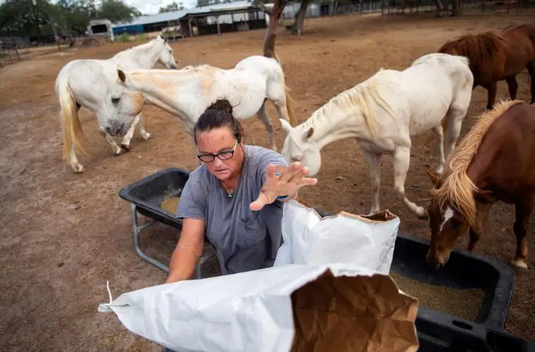 How Horse Haven Rescue is Saving Horses from Neglect and Abuse