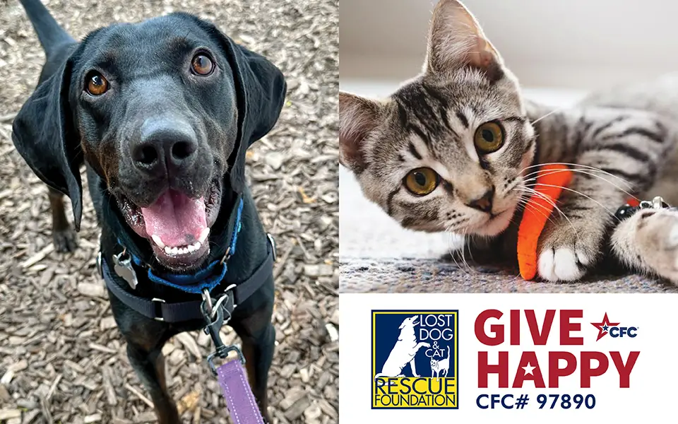 How Little Legs Dog and Cat Rescue is Saving Lives