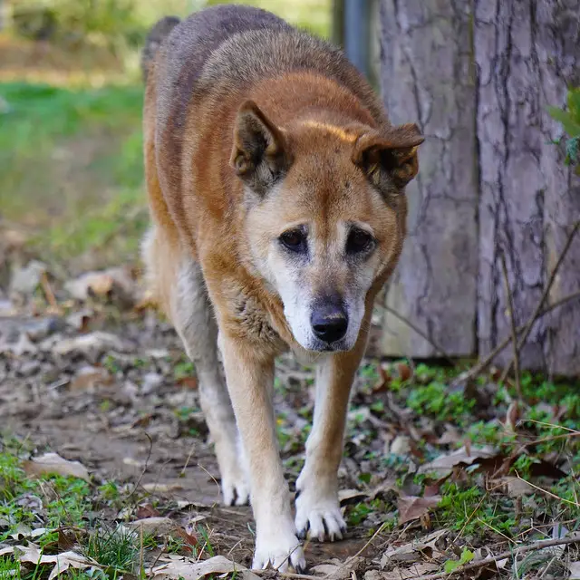 How Little Legs Dog and Cat Rescue is Saving Lives