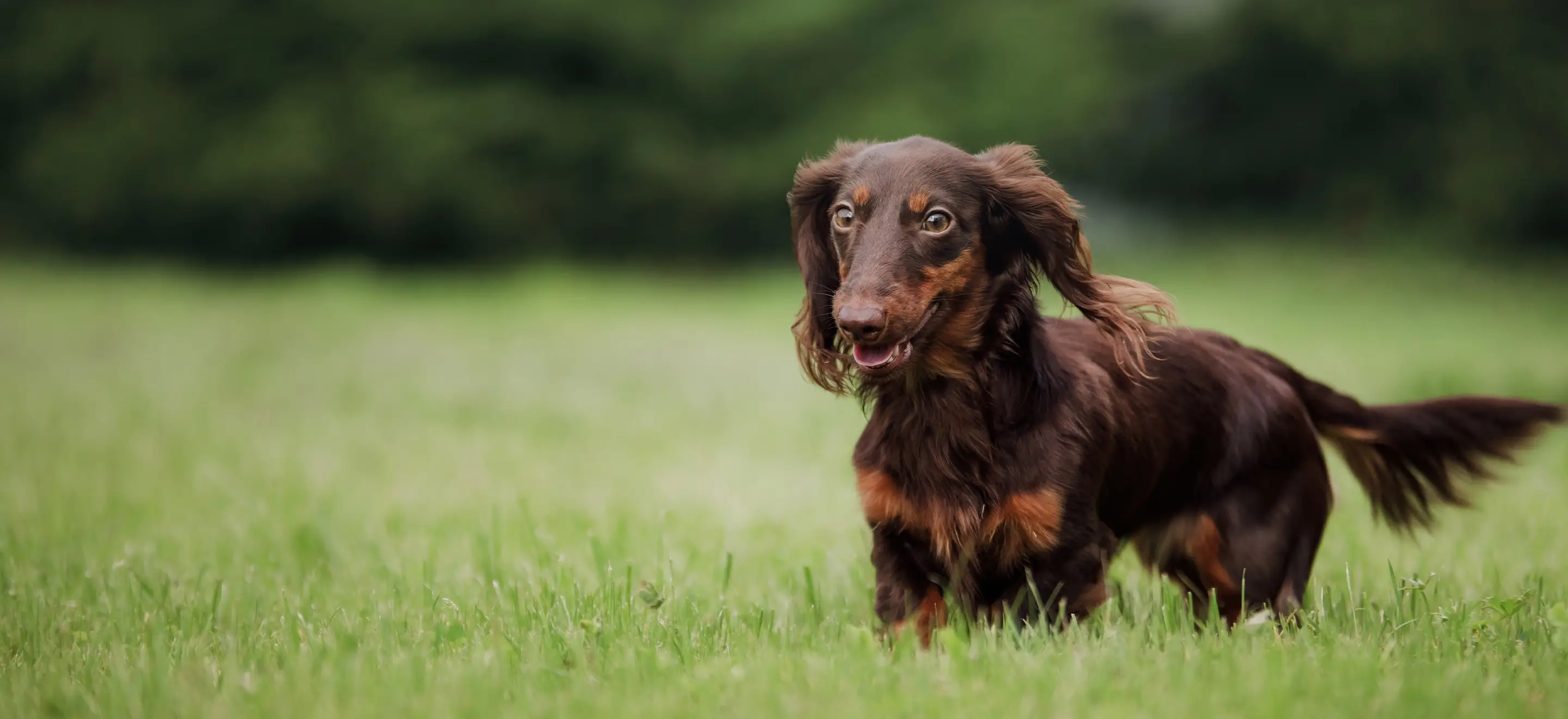 How Little Legs Dog and Cat Rescue is Saving Lives