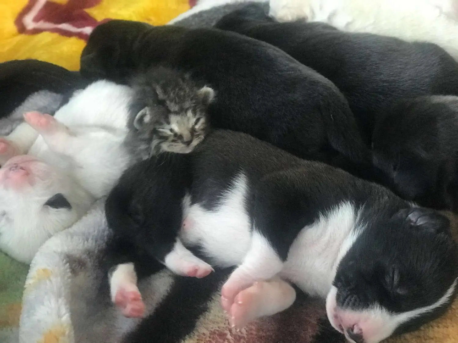 Why Dogs Adopting Kittens is the Cutest Thing You'll See Today