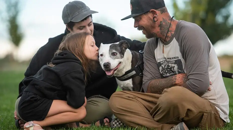 Why Dogs Adopting Kittens is the Cutest Thing You'll See Today