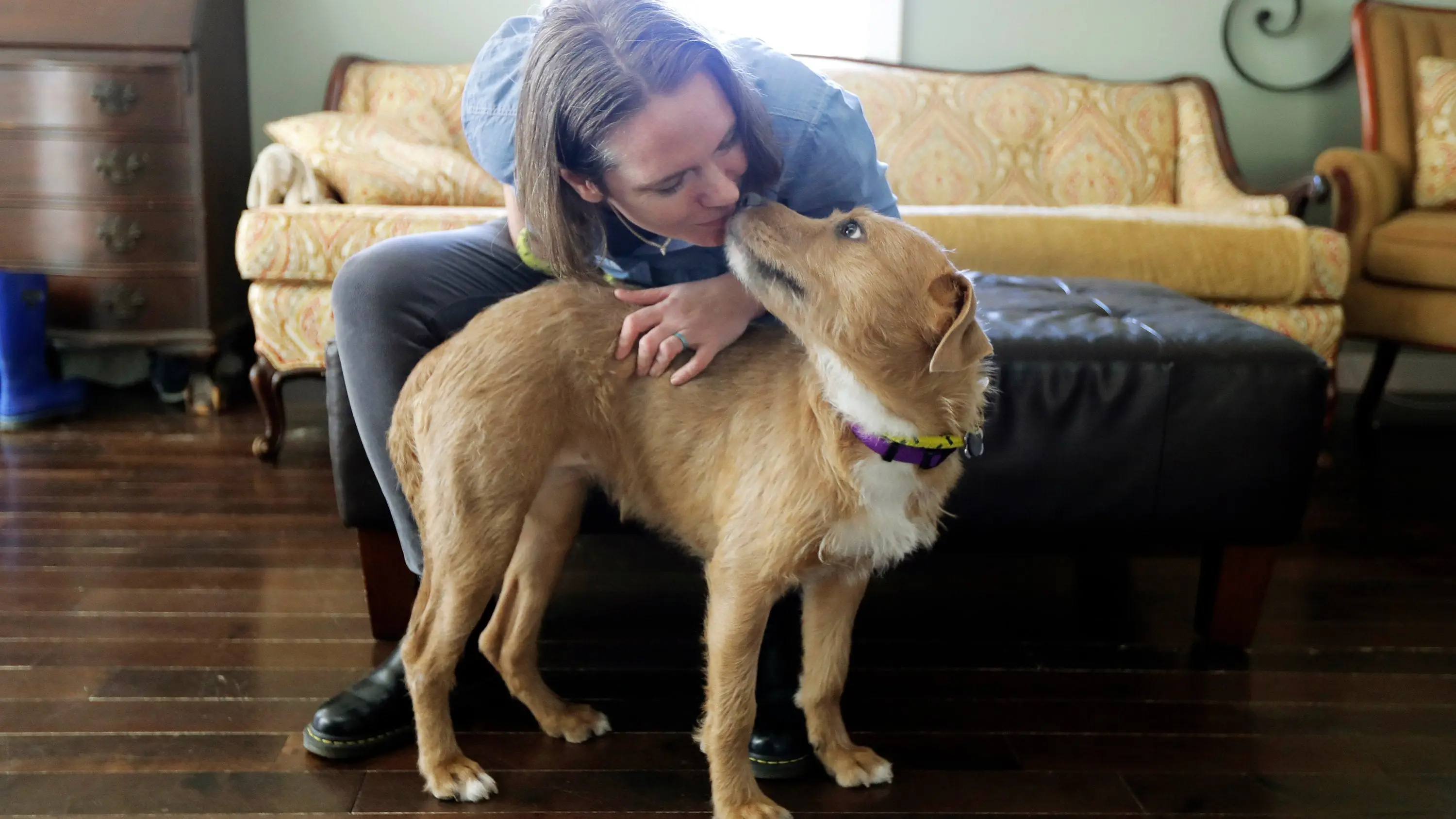 Why Dogs Adopting Kittens is the Cutest Thing You'll See Today