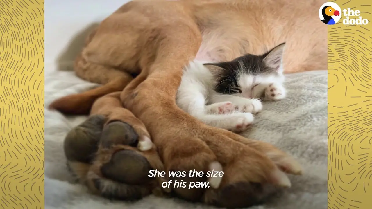 Why Dogs Adopting Kittens is the Cutest Thing You'll See Today