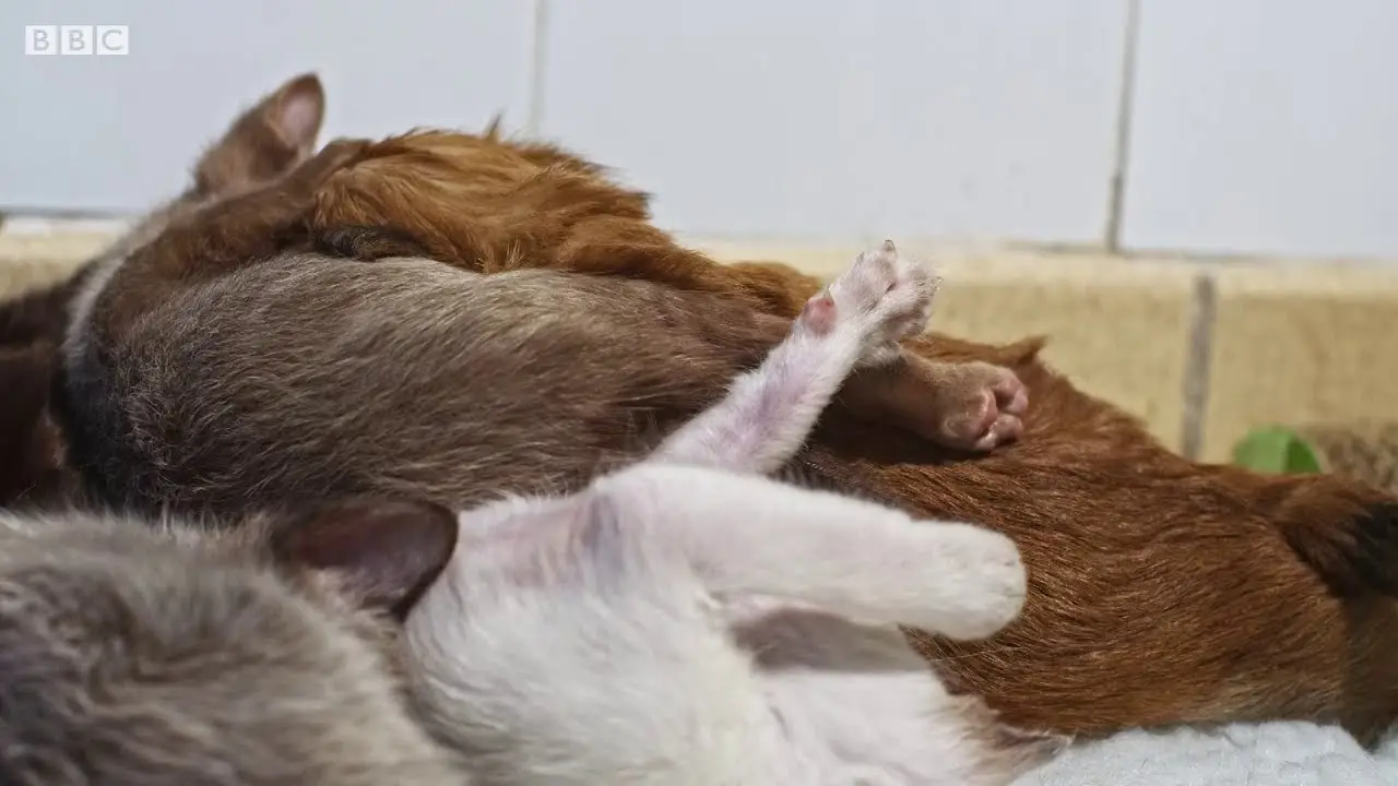 Why Dogs Adopting Kittens is the Cutest Thing You'll See Today