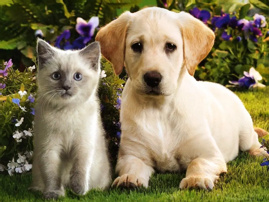 Why Dogs Adopting Kittens is the Cutest Thing You'll See Today