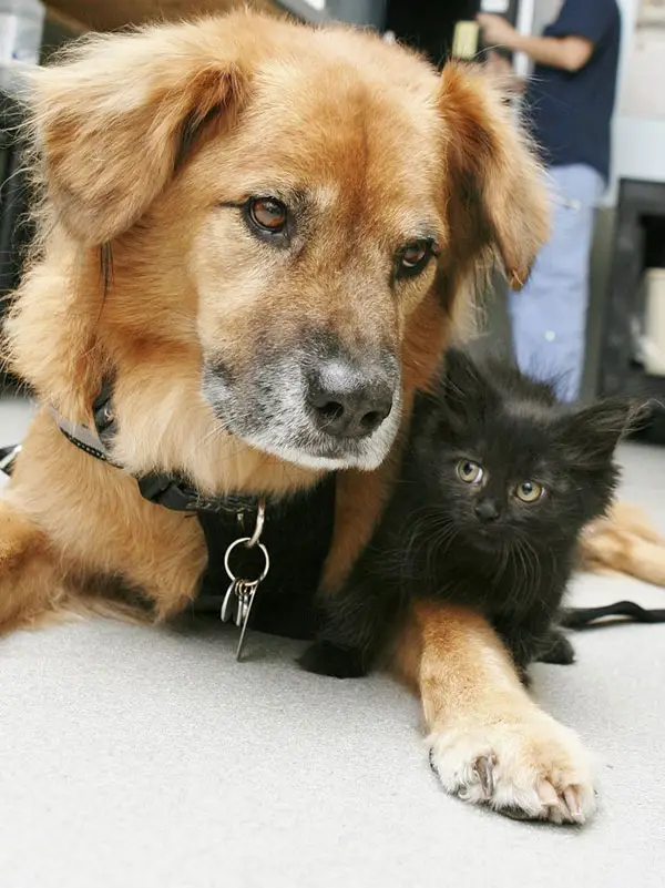 Why Dogs Adopting Kittens is the Cutest Thing You'll See Today