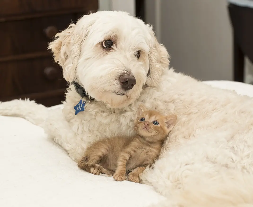 Why AARF Pet Adoption Could Be Your Best Option
