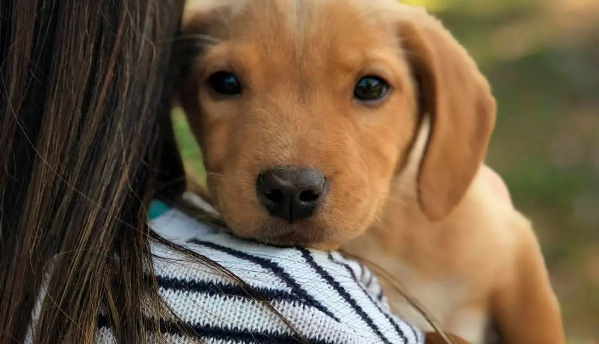 Canine Adoption Rescue League Giving Dogs a Second Chance