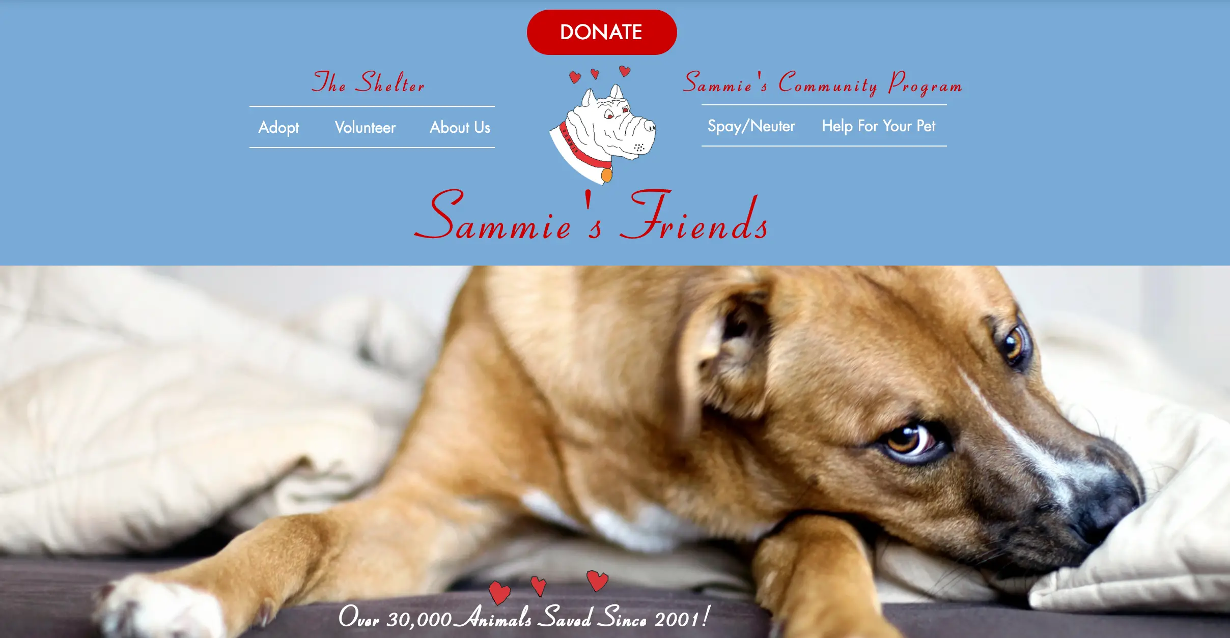 Why Friends Dog Rescue is the Best Place to Adopt Your Next Furry Companion