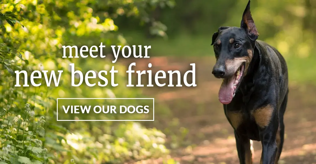 Why Friends Dog Rescue is the Best Place to Adopt Your Next Furry Companion
