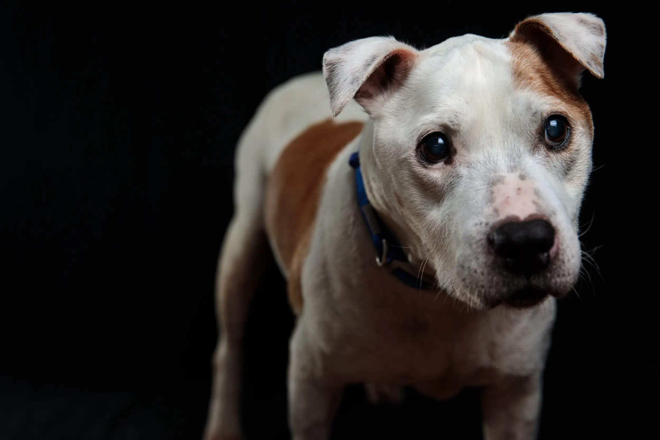 The Importance of the One Love Pit Bull Foundation