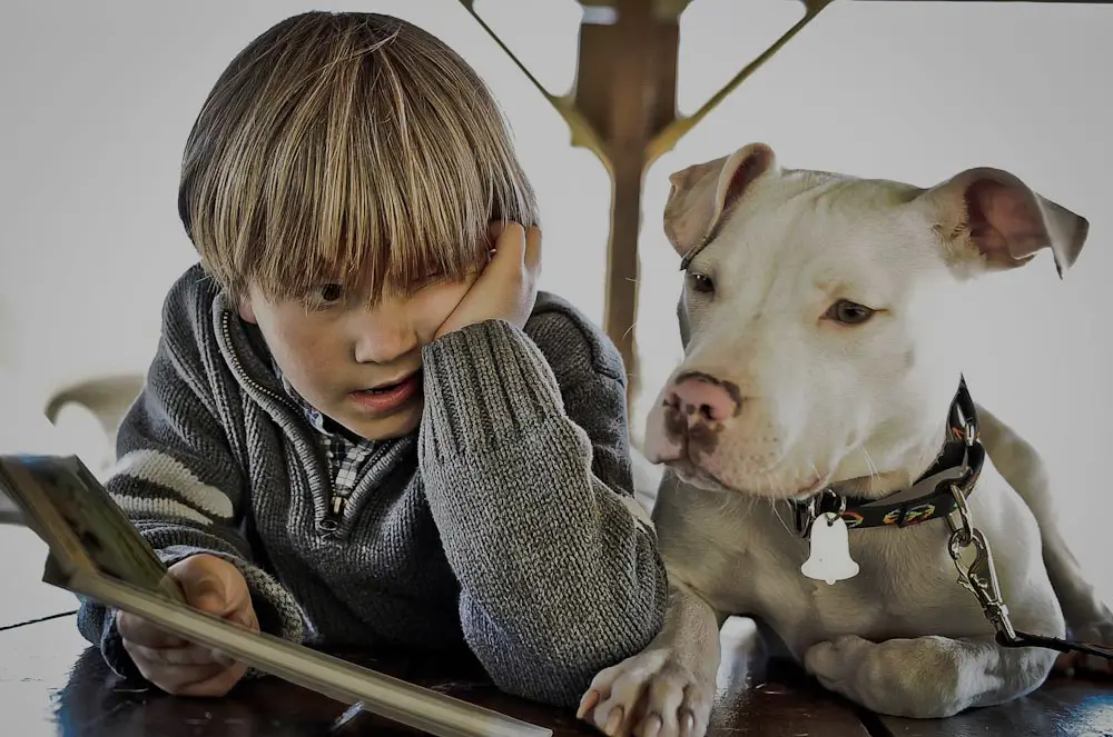 The Importance of the One Love Pit Bull Foundation