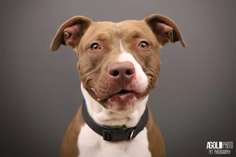 The Importance of the One Love Pit Bull Foundation