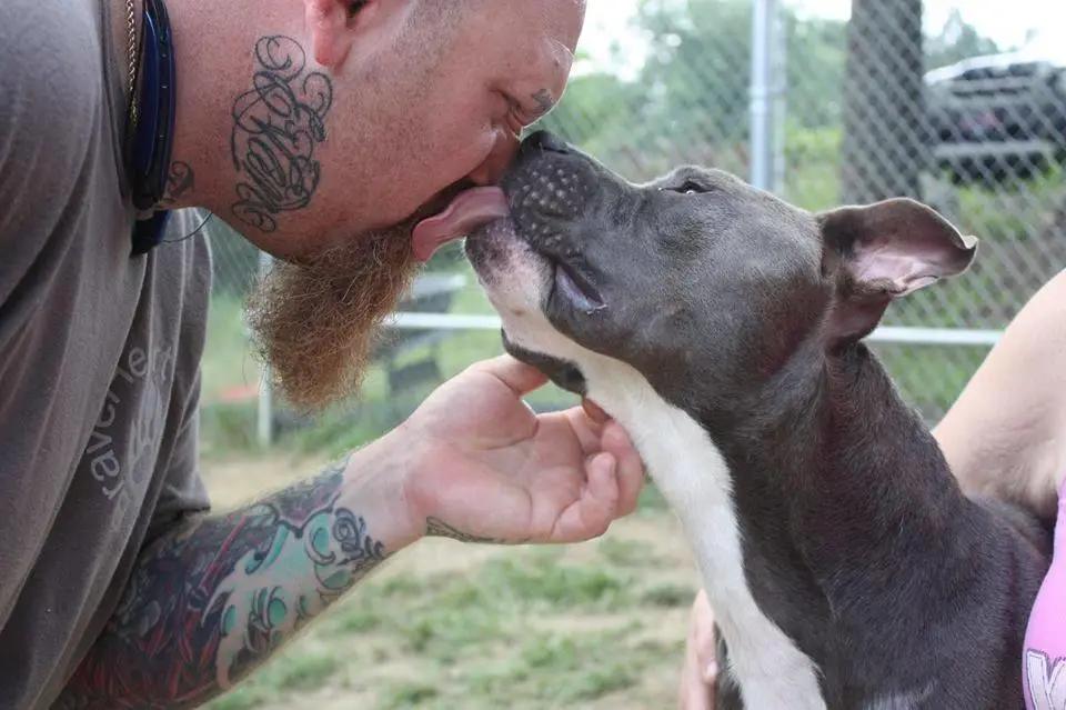 The Importance of the One Love Pit Bull Foundation