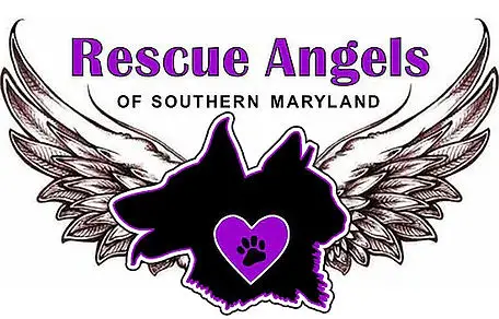 How Pet Rescue Angels are Saving Lives Every Day