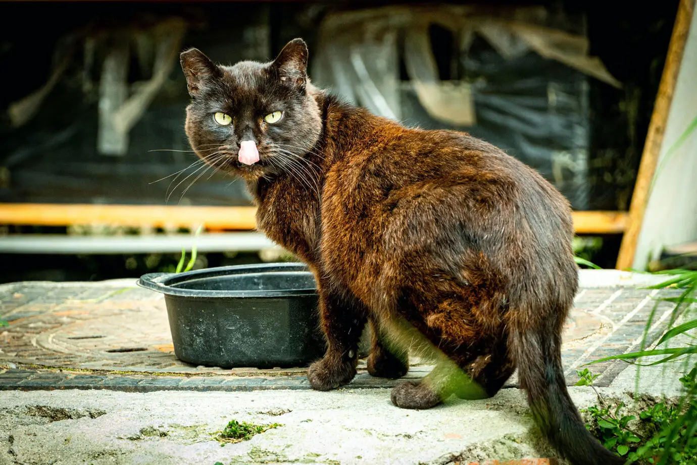 How Pet Rescue Angels are Saving Lives Every Day