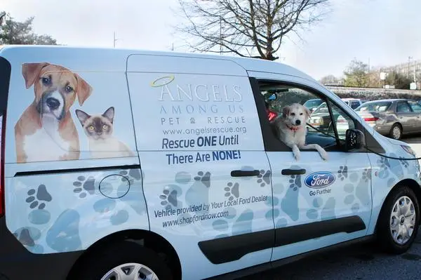How Pet Rescue Angels are Saving Lives Every Day