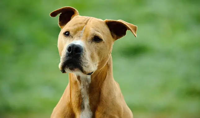 Top 5 Pit Bull Organizations Fighting for the Breed's Rights