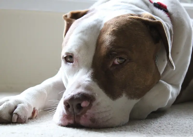 Top 5 Pit Bull Organizations Fighting for the Breed's Rights