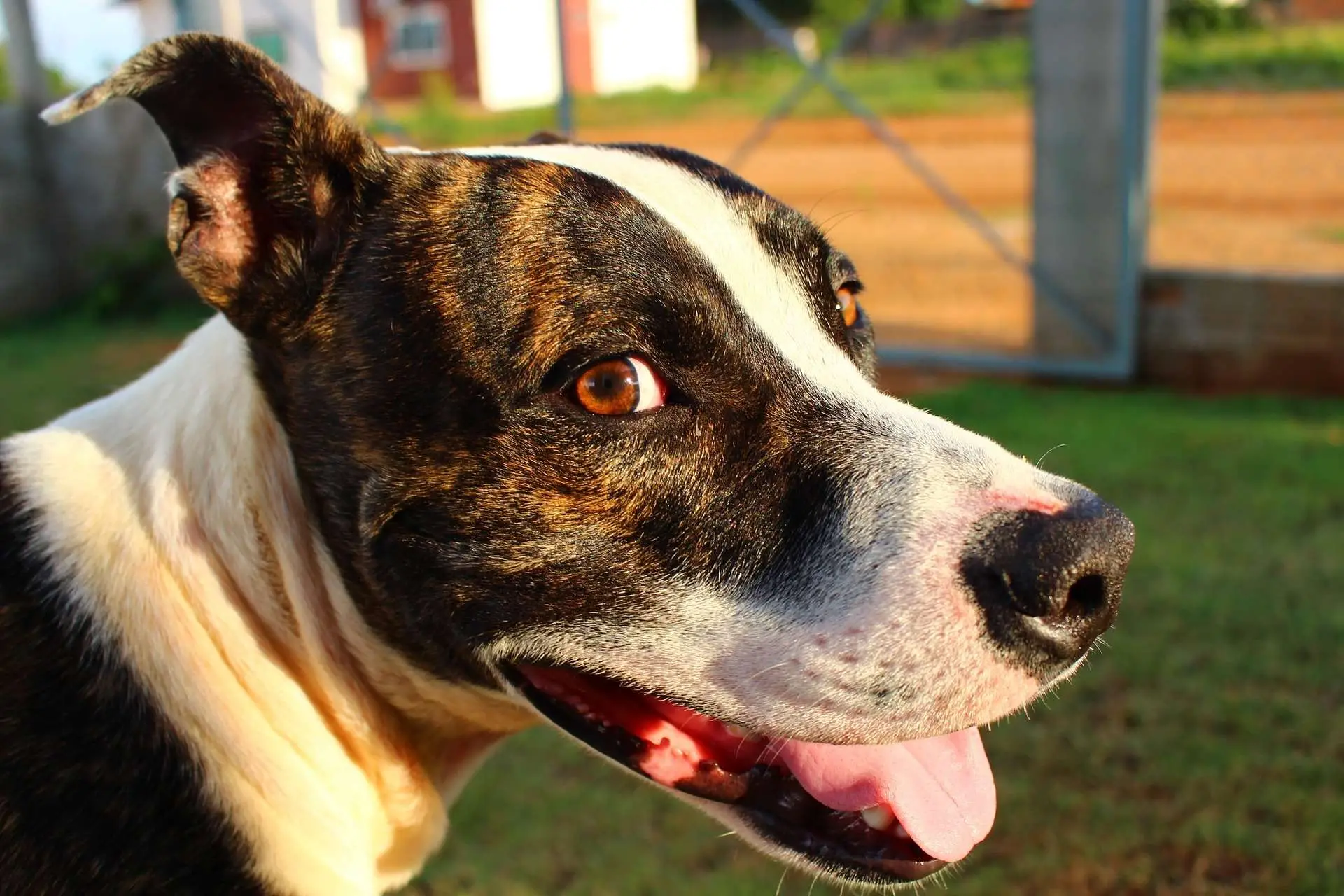 Top 5 Pit Bull Organizations Fighting for the Breed's Rights