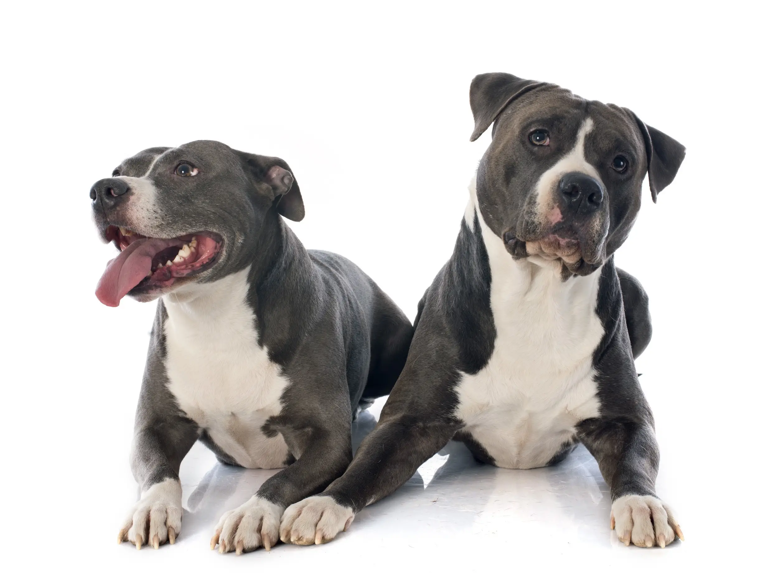 Top 5 Pit Bull Organizations Fighting for the Breed's Rights