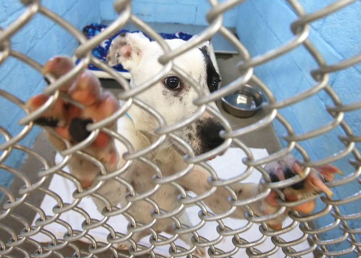 Noah Stanwood Animal Shelter Giving Hope to Abandoned Animals