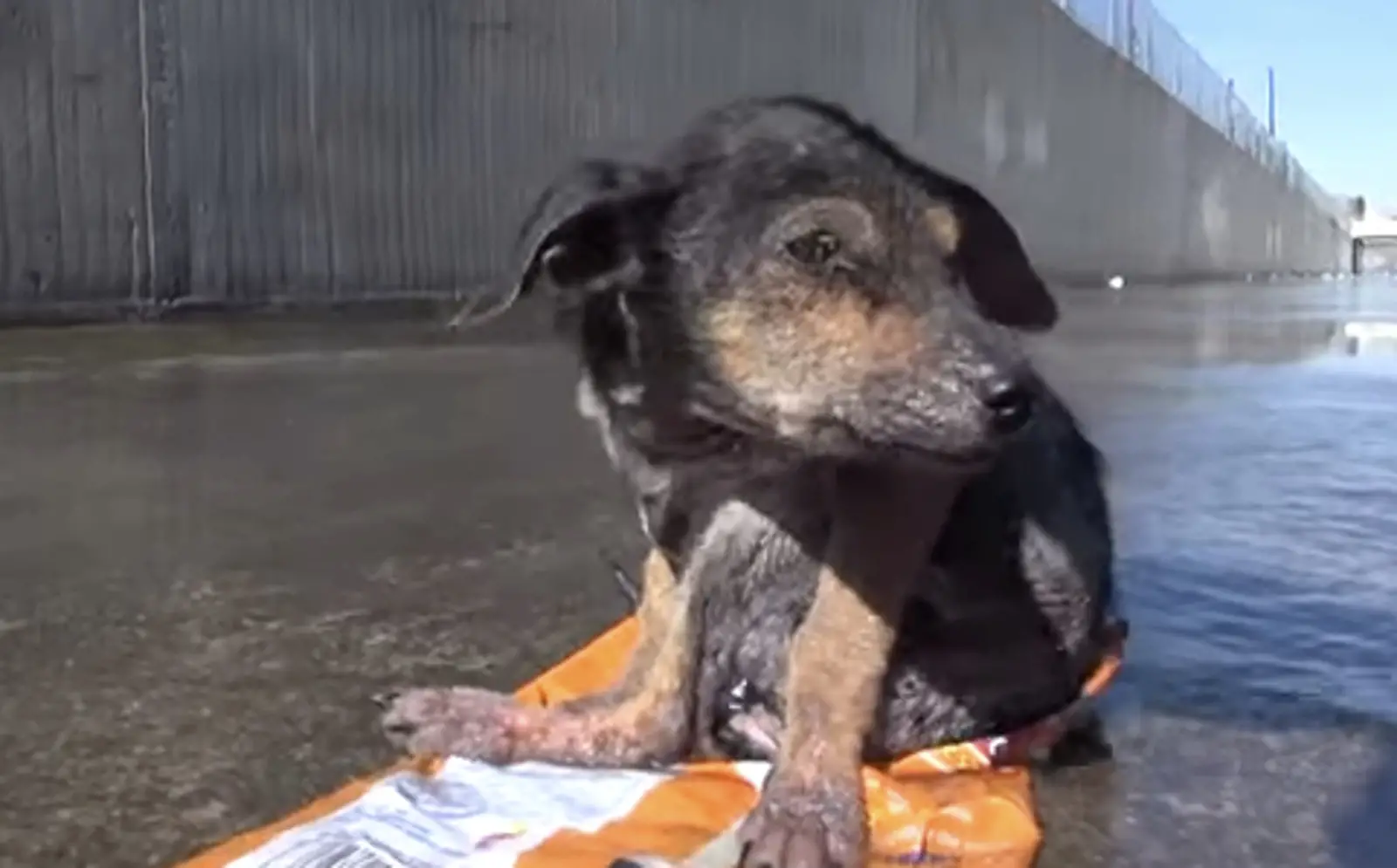 Hope Fur Paws Rescue Saving the Lives of Abandoned Animals