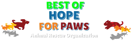 Hope Fur Paws Rescue Saving the Lives of Abandoned Animals