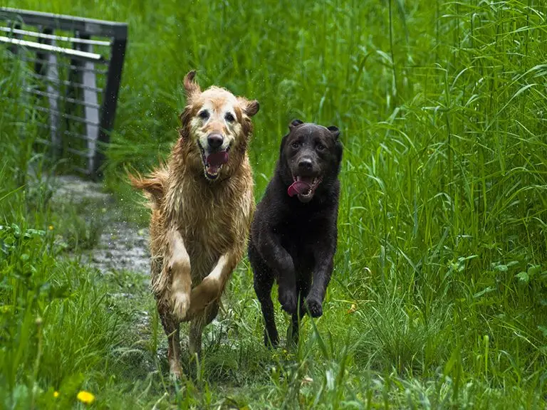 River Bluff Humane Society Adoption Find Your Furry Friend Today