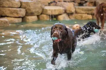 River Bluff Humane Society Adoption Find Your Furry Friend Today