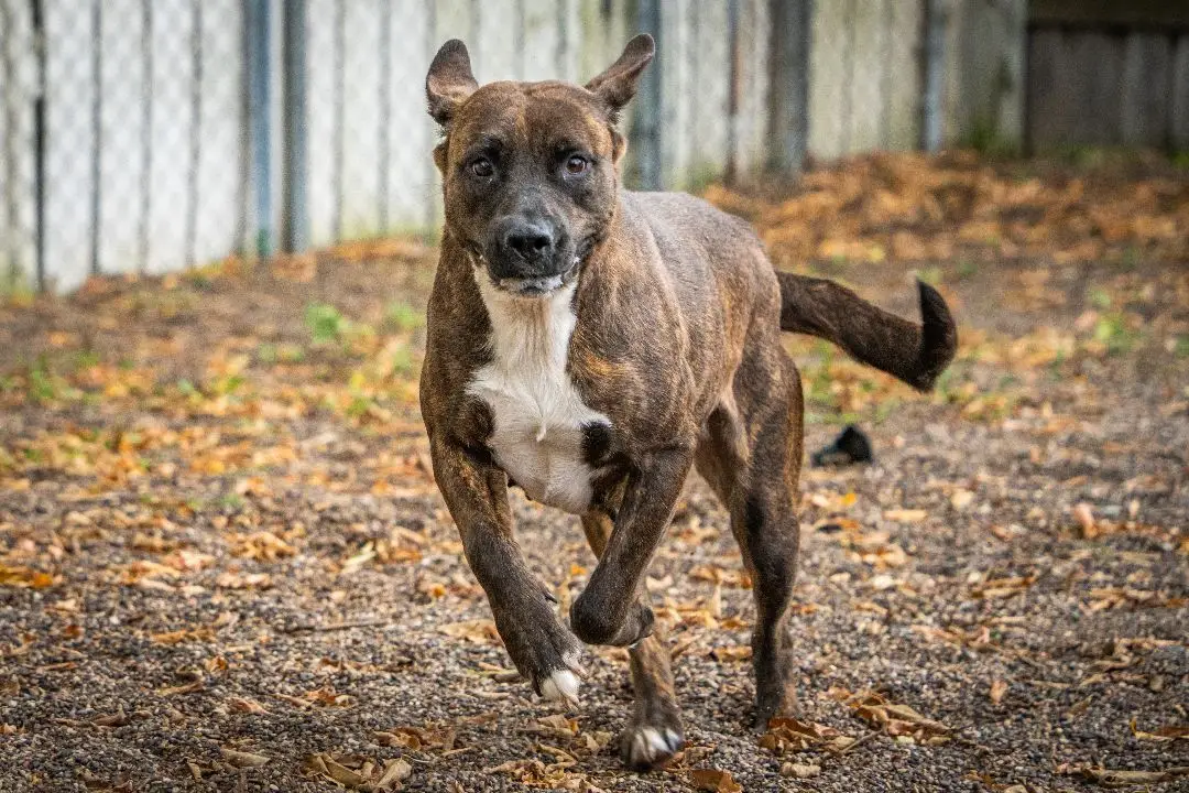 River Bluff Humane Society Adoption Find Your Furry Friend Today