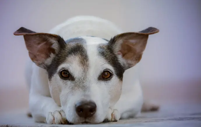 River Bluff Humane Society Adoption Find Your Furry Friend Today