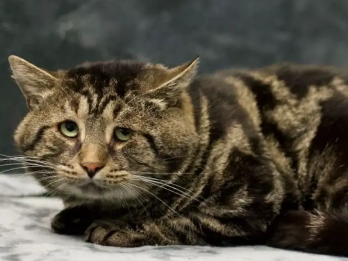 Cat Adopts Puppy A Heartwarming Tale of Feline Friendship