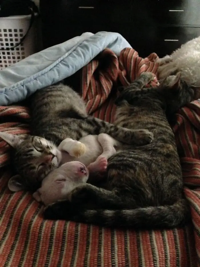 Cat Adopts Puppy A Heartwarming Tale of Feline Friendship