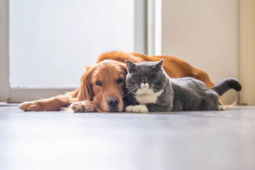Cat Adopts Puppy A Heartwarming Tale of Feline Friendship
