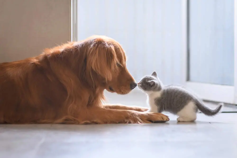 Cat Adopts Puppy A Heartwarming Tale of Feline Friendship