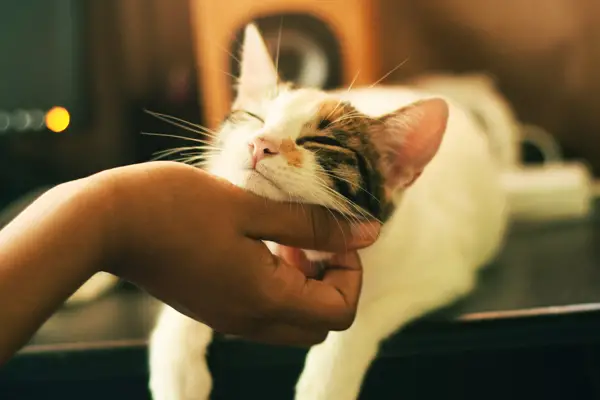 Cat Adopts Puppy A Heartwarming Tale of Feline Friendship