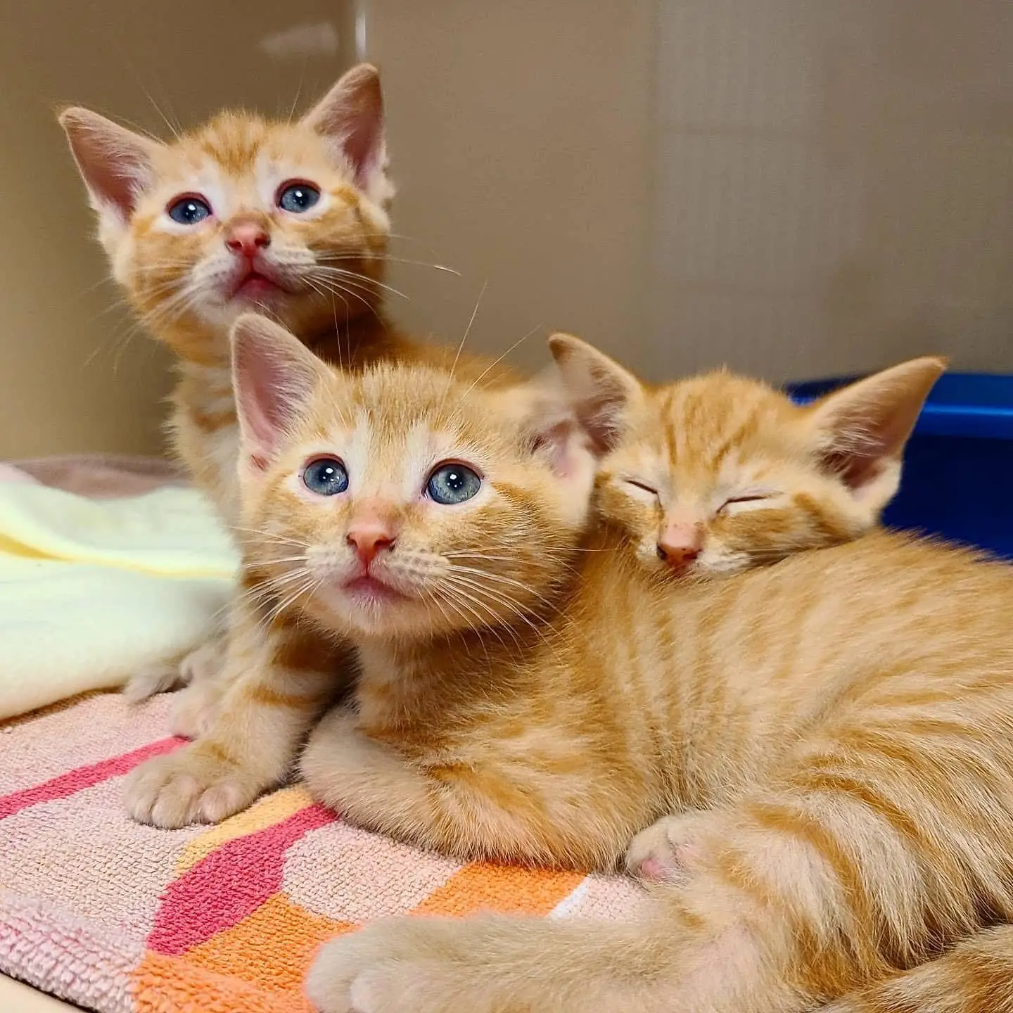 Cat Adopts Puppy A Heartwarming Tale of Feline Friendship