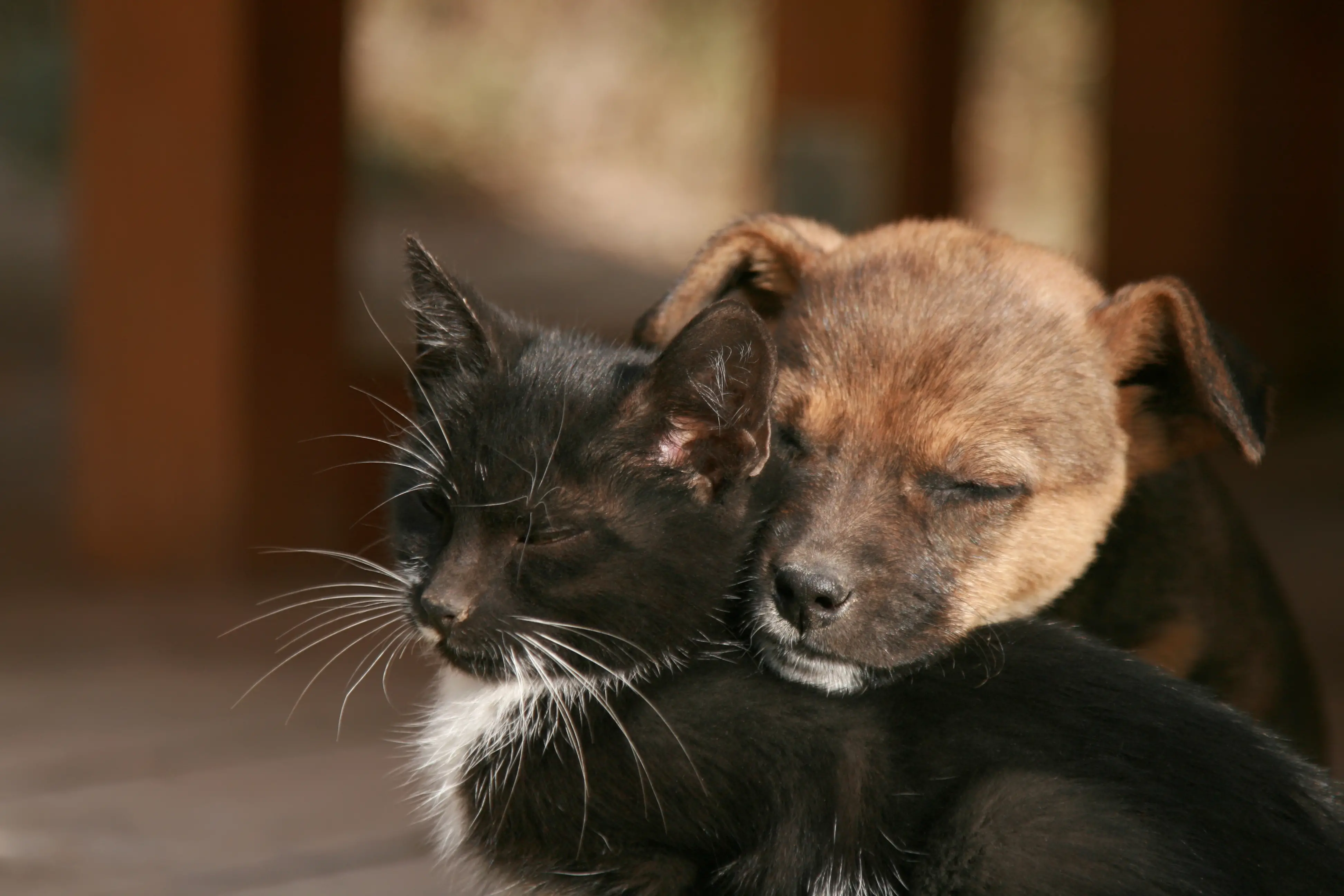 Cat Adopts Puppy A Heartwarming Tale of Feline Friendship