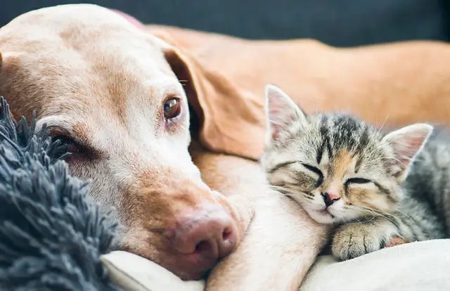 Cat Adopts Puppy A Heartwarming Tale of Feline Friendship