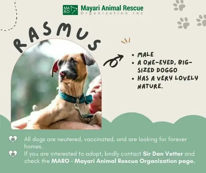 Mayari Animal Rescue Organization Saving Lives One Paw at a Time