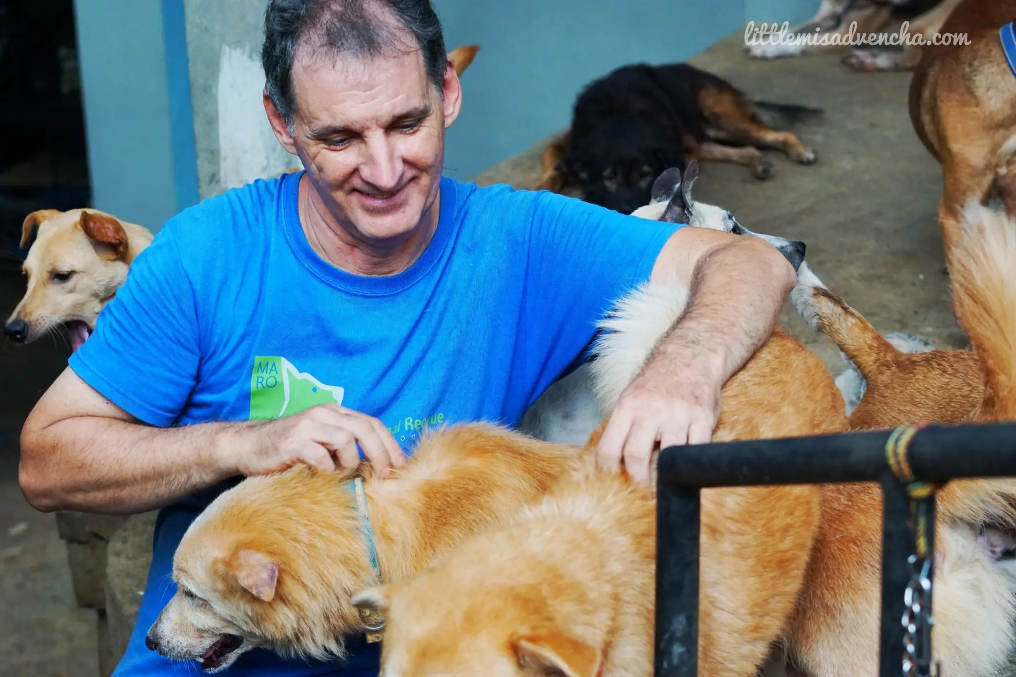 Mayari Animal Rescue Organization Saving Lives One Paw at a Time