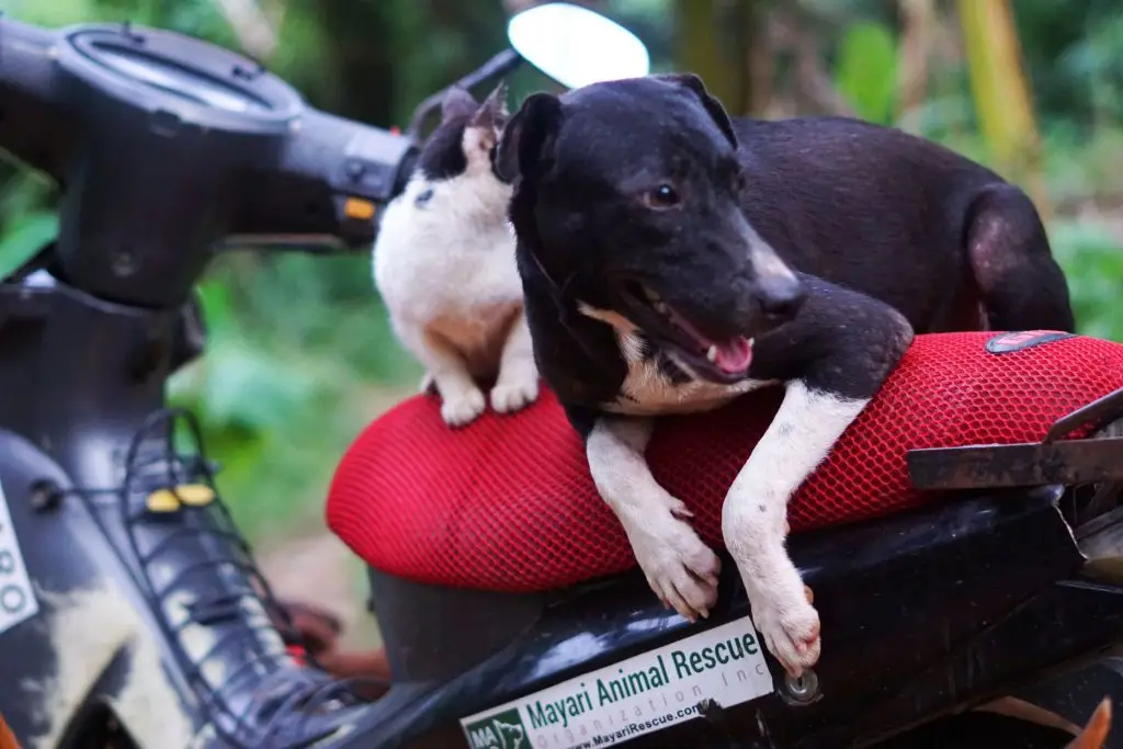Mayari Animal Rescue Organization Saving Lives One Paw at a Time