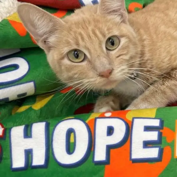 Hope Cat Rescue Saving Feline Lives One Paw at a Time