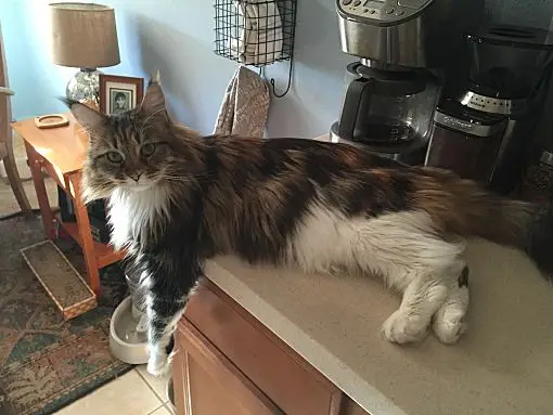 Maine Coon Rescue Adoption Everything You Need to Know