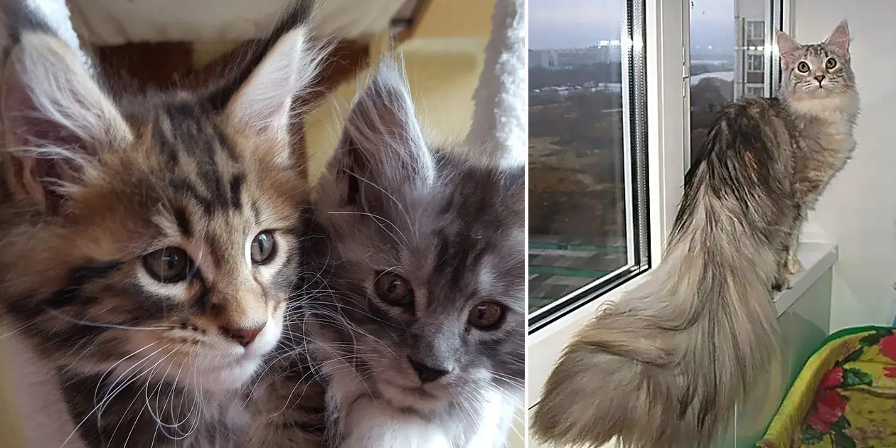 Maine Coon Rescue Adoption Everything You Need to Know